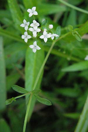 Galium elongatum \ Hohes Sumpf-Labkraut / Great Marsh Bedstraw, D Odenwald, Finkenbach 10.7.2007
