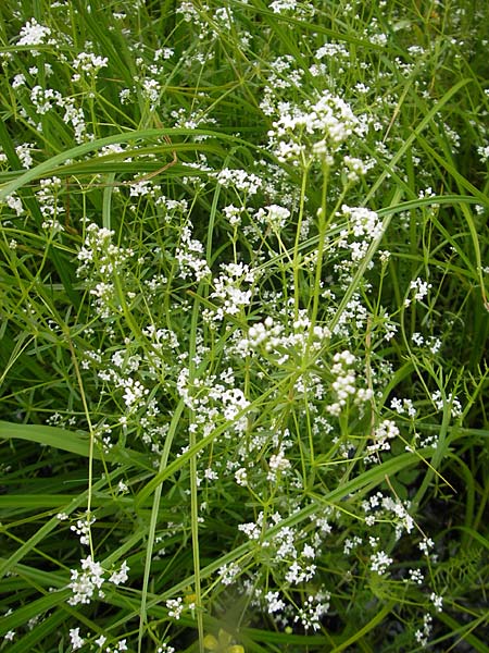 Galium elongatum \ Hohes Sumpf-Labkraut / Great Marsh Bedstraw, D Eppertshausen 12.6.2010