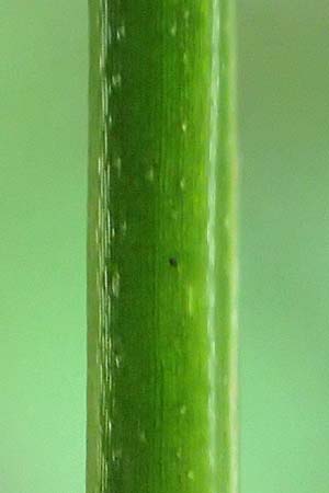 Galium elongatum \ Hohes Sumpf-Labkraut / Great Marsh Bedstraw, D Mannheim 27.9.2015