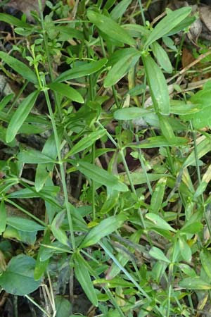 Galium elongatum \ Hohes Sumpf-Labkraut / Great Marsh Bedstraw, D Mannheim 27.9.2015