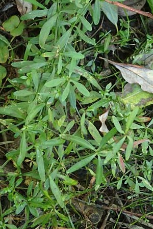 Galium elongatum \ Hohes Sumpf-Labkraut / Great Marsh Bedstraw, D Mannheim 27.9.2015