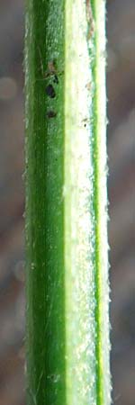 Galium elongatum \ Hohes Sumpf-Labkraut / Great Marsh Bedstraw, D Mannheim 27.9.2015