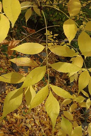 Fraxinus pennsylvanica \ Grn-Esche, Rot-Esche / Green Ash, D Mannheim 11.10.2019