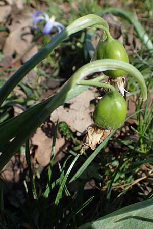 Galanthus nivalis \ Echtes Schneeglckchen / Snowdrop, D Ludwigshafen 31.3.2021