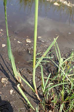 Glyceria declinata \ Blaugrner Schwaden / Small Sweet Grass, D Pfronten 28.6.2016