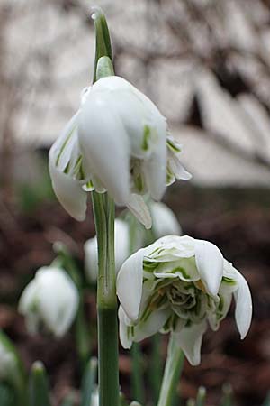 Galanthus nivalis \ Echtes Schneeglckchen / Snowdrop, D Mannheim 3.2.2022