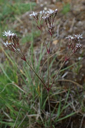 Gypsophila fastigiata \ Bschel-Gipskraut / Gypsophila, D Thüringen, Bad Frankenhausen 8.6.2022