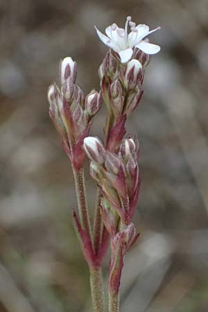 Gypsophila fastigiata \ Bschel-Gipskraut / Gypsophila, D Thüringen, Bad Frankenhausen 8.6.2022