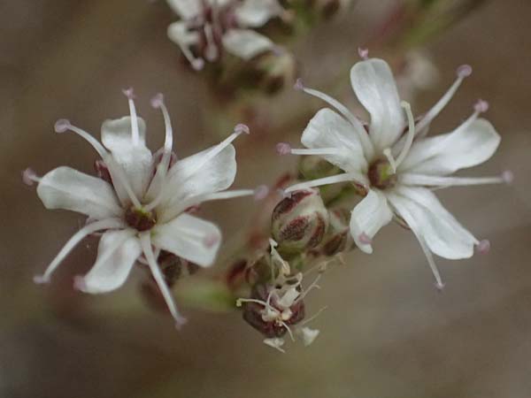 Gypsophila fastigiata \ Bschel-Gipskraut / Gypsophila, D Thüringen, Bad Frankenhausen 8.6.2022