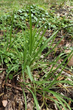 Glyceria fluitans \ Flutender Schwaden / Floating Sweet Grass, D Mudau 23.4.2023