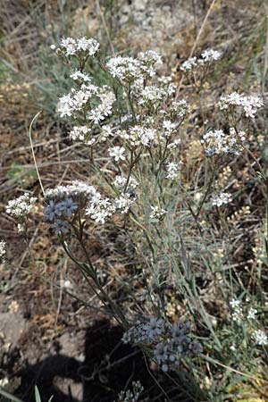 Gypsophila fastigiata \ Bschel-Gipskraut / Gypsophila, D Thüringen, Hemleben 12.6.2023