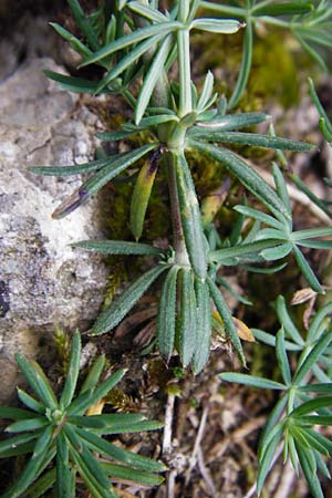 Galium glaucum \ Blaugrnes Labkraut / Glaucous Bedstraw, Waxy Bedstraw, D Möttingen-Lierheim 2.6.2015
