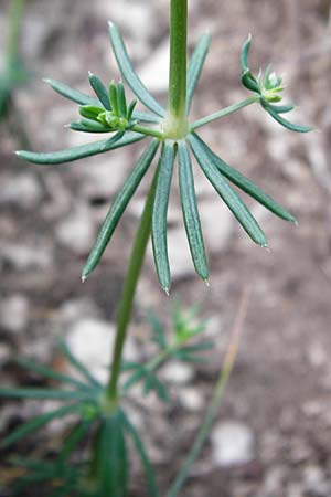 Galium glaucum \ Blaugrnes Labkraut / Glaucous Bedstraw, Waxy Bedstraw, D Möttingen-Lierheim 2.6.2015