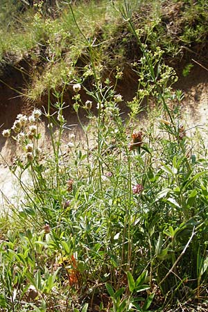 Galium glaucum \ Blaugrnes Labkraut / Glaucous Bedstraw, Waxy Bedstraw, D Bad Münster am Stein 6.6.2015