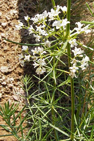 Galium glaucum \ Blaugrnes Labkraut / Glaucous Bedstraw, Waxy Bedstraw, D Bad Münster am Stein 6.6.2015