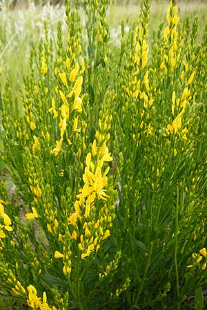 Genista tinctoria \ Frber-Ginster / Dyer's Greenweed, D Oppenheim 9.6.2015