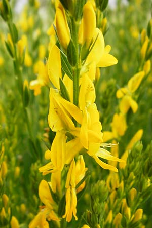 Genista tinctoria \ Frber-Ginster / Dyer's Greenweed, D Oppenheim 9.6.2015
