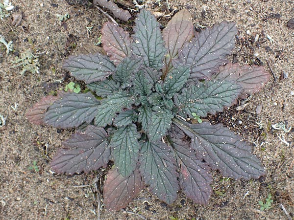 Ajuga genevensis \ Genfer Gnsel, Heide-Gnsel / Blue Bugle, D Schwetzingen 7.11.2015