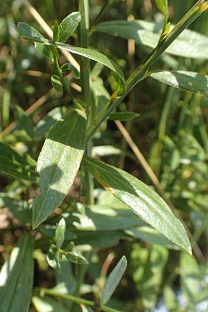 Genista tinctoria \ Frber-Ginster / Dyer's Greenweed, D Mömlingen 10.9.2016