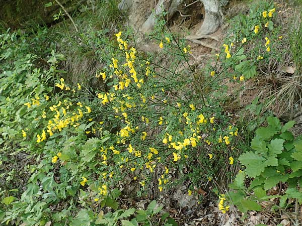 Genista germanica \ Deutscher Ginster / German Broom, D Oberlaudenbach 28.4.2018