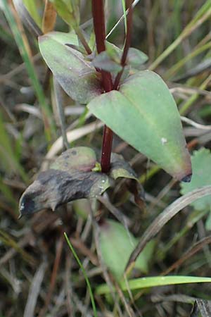 Gentianella germanica \ Deutscher Kranzenzian, Deutscher Enzian / Chiltern Gentian, D Grettstadt 5.9.2018