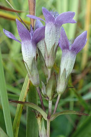 Gentianella germanica \ Deutscher Kranzenzian, Deutscher Enzian / Chiltern Gentian, D Grettstadt 5.9.2018
