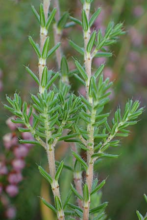 Erica tetralix \ Moor-Glockenheide / Cross-Leaved Heath, D Elmpt 6.9.2021