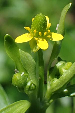 Ranunculus sceleratus \ Gift-Hahnenfu / Celery-Leaved Buttercup, D Mannheim 29.8.2024