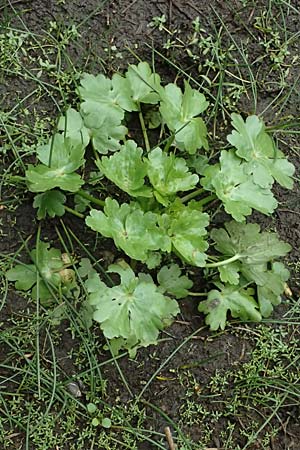 Ranunculus sceleratus \ Gift-Hahnenfu / Celery-Leaved Buttercup, D Heusenstamm 4.5.2025