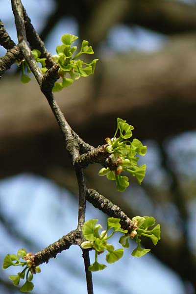 Ginkgo biloba \ Ginkgo / Ginkgo, D Mannheim-Neckarau 17.4.2013