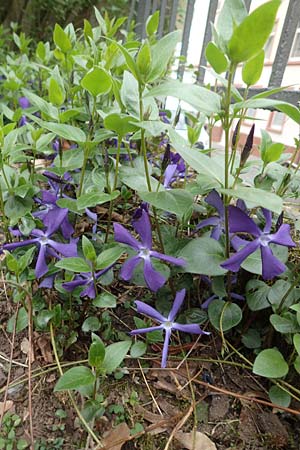 Vinca major \ Groes Immergrn / Greater Periwinkle, D Frankfurt-Bockenh 8.4.2017