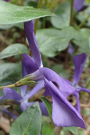 Vinca major \ Groes Immergrn / Greater Periwinkle, D Frankfurt-Bockenh 8.4.2017