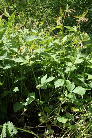 Geum rivale x urbanum \ Hybrid-Nelkenwurz / Hybrid Avens, D Kämpfelbach 29.4.2017