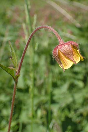 Geum rivale x urbanum \ Hybrid-Nelkenwurz / Hybrid Avens, D Kämpfelbach 29.4.2017
