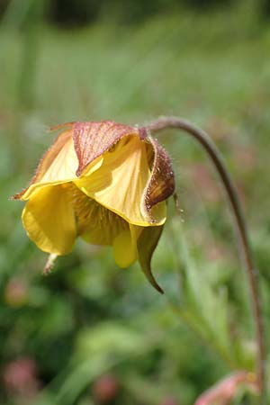 Geum rivale x urbanum, Hybrid Avens Geum rivale x urbanum, Hybrid Avens
