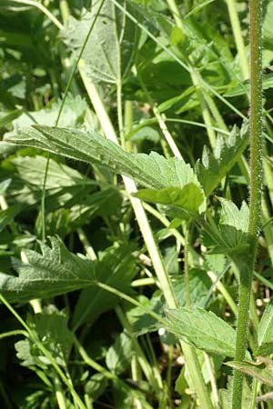 Geum rivale x urbanum \ Hybrid-Nelkenwurz / Hybrid Avens, D Kämpfelbach 29.4.2017