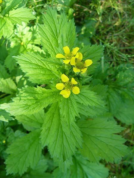 Geum japonicum \ Japanische Nelkenwurz / Japanese Avens, D Weinheim an der Bergstraße 5.6.2015