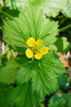 Geum japonicum \ Japanische Nelkenwurz / Japanese Avens, D Weinheim an der Bergstraße 5.6.2015
