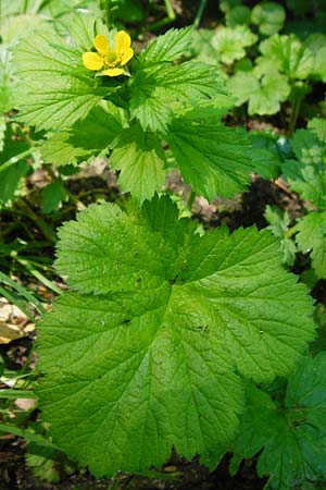 Geum japonicum \ Japanische Nelkenwurz / Japanese Avens, D Weinheim an der Bergstraße 5.6.2015