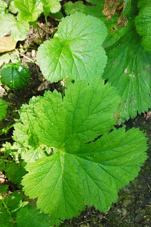 Geum japonicum \ Japanische Nelkenwurz / Japanese Avens, D Weinheim an der Bergstraße 5.6.2015