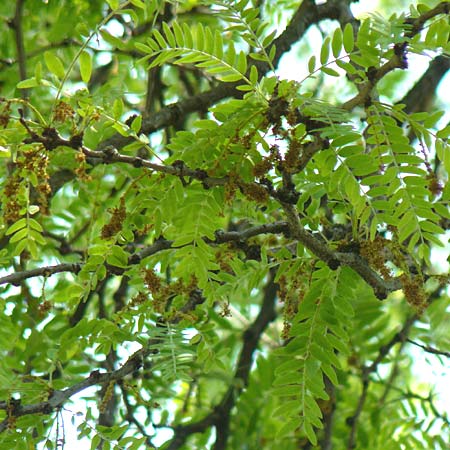 Gleditsia triacanthos \ Amerikanische Gleditschie, Lederhlsenbaum / Honey Locust, D Mannheim 7.6.2015