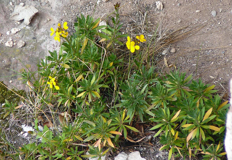 Erysimum cheiri \ Goldlack / Wallflower, D Heidelberg, Schloss/Castle 3.4.2017