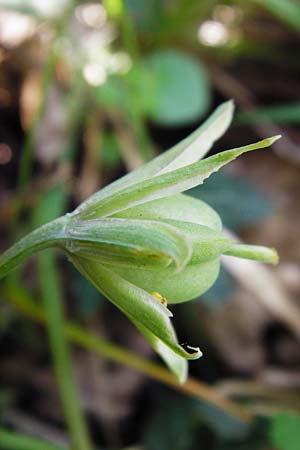 Gagea lutea \ Wald-Gelbstern / Star of Bethlehem, D Gernsheim 17.4.2015