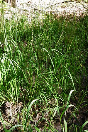 Glyceria fluitans \ Flutender Schwaden / Floating Sweet Grass, D Tübingen 3.6.2015