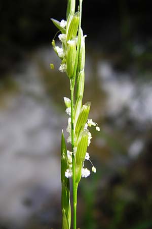 Glyceria fluitans \ Flutender Schwaden / Floating Sweet Grass, D Tübingen 3.6.2015
