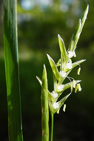 Glyceria fluitans \ Flutender Schwaden / Floating Sweet Grass, D Tübingen 3.6.2015