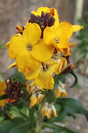 Erysimum cheiri \ Goldlack / Wallflower, D Neuleiningen, Burg/Castle 1.4.2017