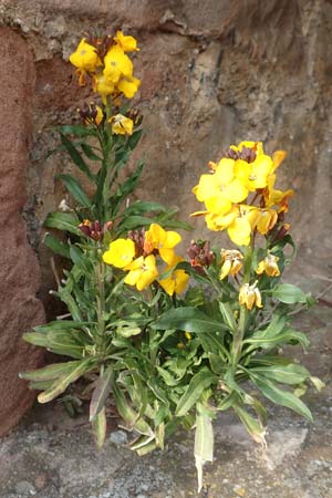 Erysimum cheiri \ Goldlack / Wallflower, D Neuleiningen, Burg/Castle 1.4.2017