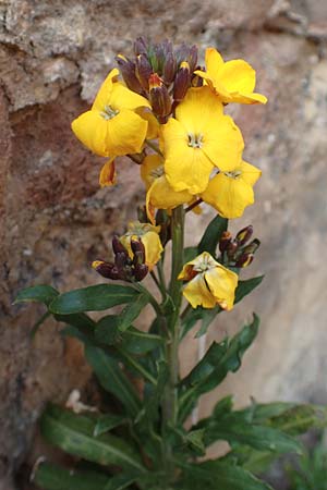 Erysimum cheiri \ Goldlack / Wallflower, D Neuleiningen, Burg/Castle 1.4.2017