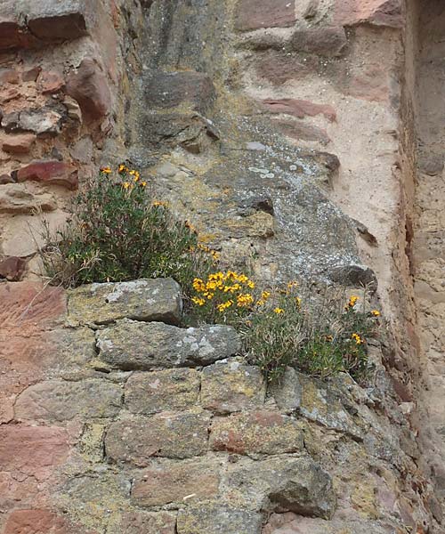 Erysimum cheiri \ Goldlack / Wallflower, D Neuleiningen, Burg/Castle 1.4.2017